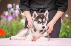 Dodatkowe zdjęcia: Szczenięta rasowe Siberian Husky