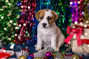 Dodatkowe zdjęcia: Szczeniak Jack Russell Terrier