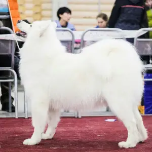 Dodatkowe zdjęcia: Szczenięta czystej krwi Samoyed.