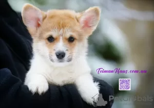 Zdjęcie №1. welsh corgi - na sprzedaż w Donieck | 3348zł | Zapowiedź №83272