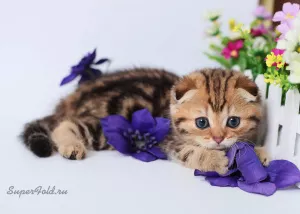 Zdjęcie №1. scottish fold - na sprzedaż w Комрат | 2272zł | Zapowiedź № 6236