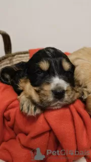 Dodatkowe zdjęcia: Szczeniaki Cocker Spaniel Angielski