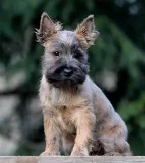 Dodatkowe zdjęcia: Dziewczyny Cairn Terrier