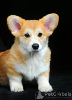 Zdjęcie №3. Szczenięta walijskiego corgi. Ukraina