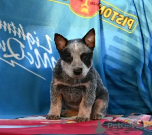 Zdjęcie №4. Sprzedam australian cattle dog w Kovin. hodowca - cena - negocjowane