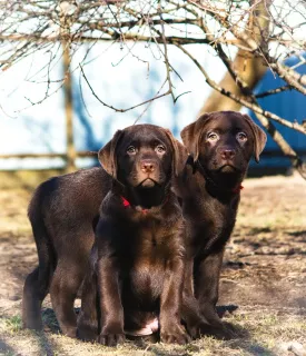 Dodatkowe zdjęcia: Urocze szczenięta labradora