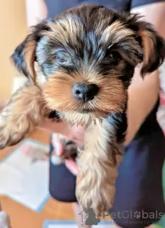 Dodatkowe zdjęcia: Mam do sprzedania uroczego szczeniaka rasy Yorkshire Terrier.