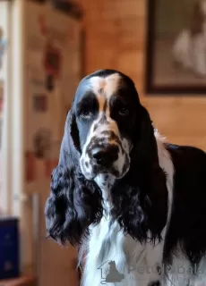 Dodatkowe zdjęcia: Springer spaniel angielski szczenięta