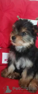 Zdjęcie №1. yorkshire terrier - na sprzedaż w Mińsk | 1196zł | Zapowiedź №116115