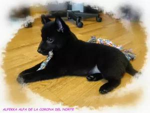 Zdjęcie №3. Schipperke (Schipperke). Federacja Rosyjska