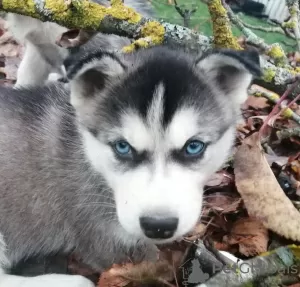 Dodatkowe zdjęcia: Husky dzieciaki