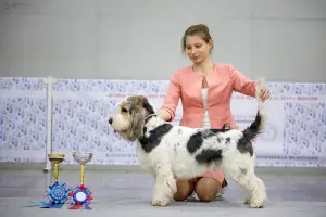 Dodatkowe zdjęcia: Griffon Greater Vendian Basset Puppies