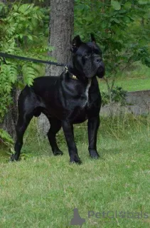 Zdjęcie №2 do zapowiedźy № 10454 na sprzedaż  cane corso - wkupić się Federacja Rosyjska hodowca