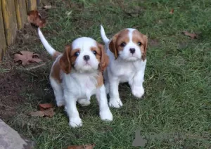 Zdjęcie №1. cavalier king charles spaniel - na sprzedaż w Florida | 1505zł | Zapowiedź №64611