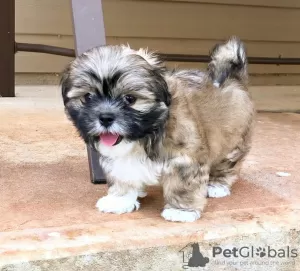 Zdjęcie №1. shih tzu - na sprzedaż w Berlin | negocjowane | Zapowiedź №43064