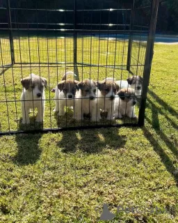 Zdjęcie №2 do zapowiedźy № 129628 na sprzedaż  jack russell terrier - wkupić się Niemcy 