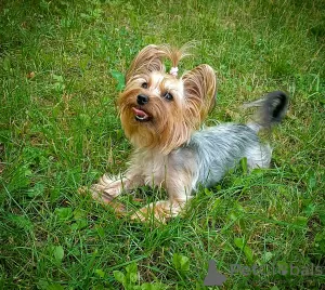 Zdjęcie №2 do zapowiedźy № 105750 na sprzedaż  yorkshire terrier - wkupić się Polska prywatne ogłoszenie