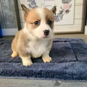 Zdjęcie №1. welsh corgi - na sprzedaż w Jastrzębia Góra | 1632zł | Zapowiedź №13595