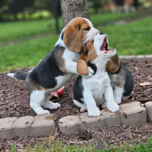 Zdjęcie №3. Poszukuję doskonałych, rasowych, zdrowych szczeniąt rasy beagle. Niemcy