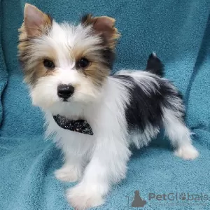 Zdjęcie №2 do zapowiedźy № 87065 na sprzedaż  yorkshire terrier - wkupić się USA prywatne ogłoszenie