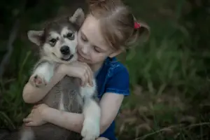 Zdjęcie №4. Sprzedam alaskan malamute w Niżny Nowogród. od żłobka - cena - Negocjowane