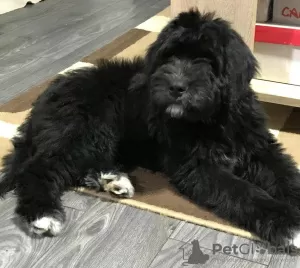 Dodatkowe zdjęcia: Bernedoodle f1