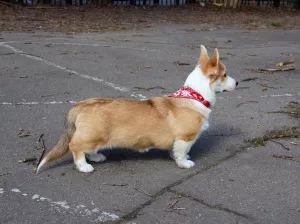 Dodatkowe zdjęcia: Dziewczyna Welsh Corgi Pembroke