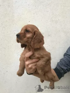 Dodatkowe zdjęcia: Cocker spaniel amerykański 4 suczki 1 piesek Szczenięta najwyższej jakości