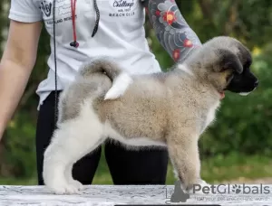 Zdjęcie №4. Sprzedam akita amerykańska w Москва. od żłobka, hodowca - cena - negocjowane