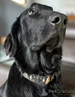 Zdjęcie №2 do zapowiedźy № 127188 na sprzedaż  flat coated retriever - wkupić się Francja hodowca