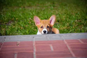 Dodatkowe zdjęcia: Szczenięta Welsh Corgi Pembroke.