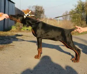 Zdjęcie №3. Hodowla szczeniąt Doberman!. Ukraina