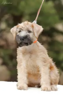 Dodatkowe zdjęcia: Szczenięta Irlandzki Soft Coated Wheaten Terrier.