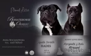 Zdjęcie №4. Sprzedam cane corso w Olkusz. prywatne ogłoszenie - cena - 6777zł