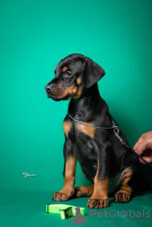 Dodatkowe zdjęcia: Doberman szczenięta