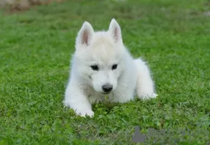 Dodatkowe zdjęcia: Siberian Husky szczenięta