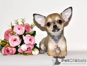 Zdjęcie №1. chihuahua (rasa psów) - na sprzedaż w Москва | 2320zł | Zapowiedź №32607