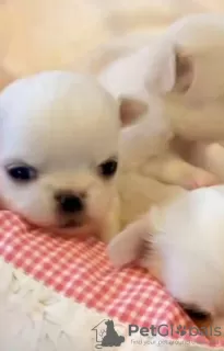 Dodatkowe zdjęcia: Mini chihuahua księżniczki