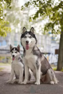 Zdjęcie №3. Syberyjski husky. Ukraina