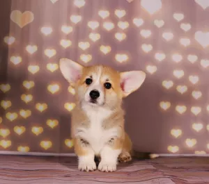 Dodatkowe zdjęcia: Welsh Corgi Pembroke Puppies