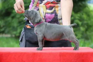 Dodatkowe zdjęcia: Szczenięta Cane Corso