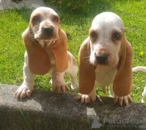 Zdjęcie №3. Sprzedam rodowodowe szczenięta Basset Hound!. Norwegia