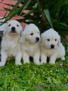 Dodatkowe zdjęcia: Golden retriever szczenięta