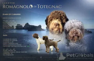 Zdjęcie №2 do zapowiedźy № 51660 na sprzedaż  lagotto romagnolo - wkupić się Chorwacja hodowca