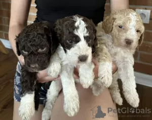 Zdjęcie №1. lagotto romagnolo - na sprzedaż w Smederevo | negocjowane | Zapowiedź №53638