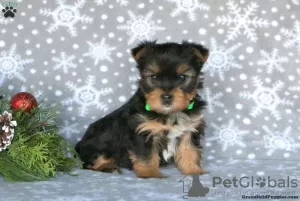 Zdjęcie №1. yorkshire terrier - na sprzedaż w Pforzheim | 2930zł | Zapowiedź №63738