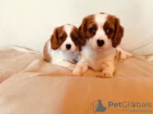 Zdjęcie №2 do zapowiedźy № 129493 na sprzedaż  cavalier king charles spaniel - wkupić się Holandia prywatne ogłoszenie