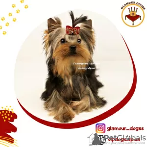 Zdjęcie №1. yorkshire terrier - na sprzedaż w Kijów | 6876zł | Zapowiedź №10175