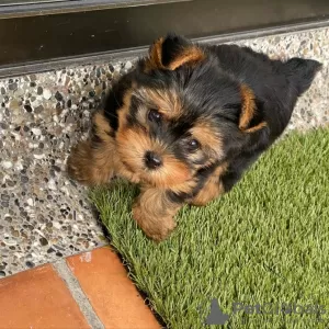 Zdjęcie №1. yorkshire terrier - na sprzedaż w Toulouse | negocjowane | Zapowiedź №10219