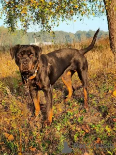 Zdjęcie №3. Rottweiler Polyn jest gotowy do zamieszkania na stałe!. Federacja Rosyjska